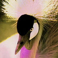 Aquarella