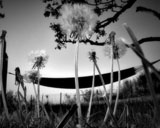 Dramatic Black & White