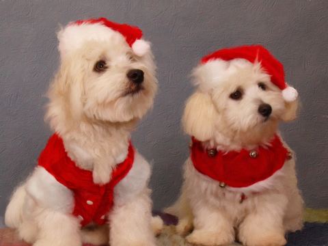 Christmas dogs, painted in Impresso Studio