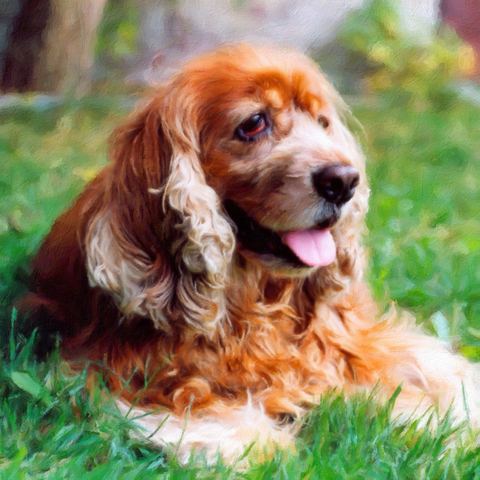 Spaniel in the garden, painted in Impresso Studio